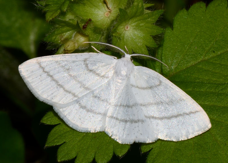 Geometridae Cabera pusaria